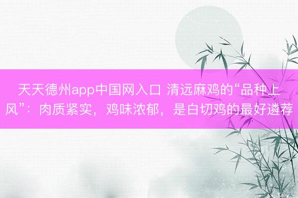 天天德州app中国网入口 清远麻鸡的“品种上风”：肉质紧实，鸡味浓郁，是白切鸡的最好遴荐