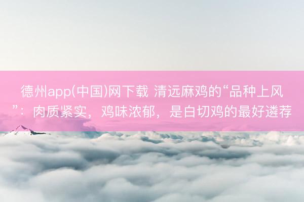 德州app(中国)网下载 清远麻鸡的“品种上风”：肉质紧实，鸡味浓郁，是白切鸡的最好遴荐