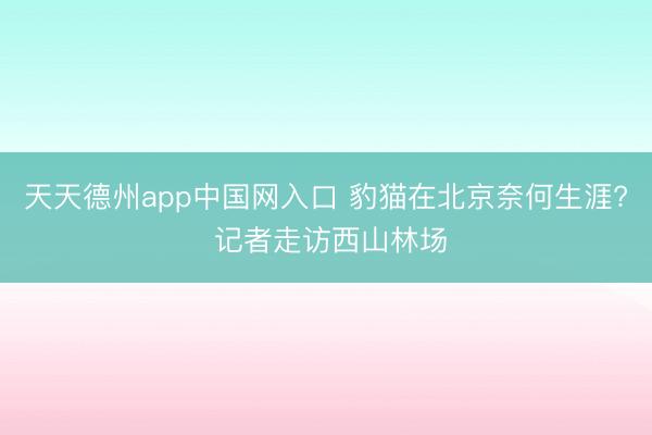 天天德州app中国网入口 豹猫在北京奈何生涯? 记者走访西山林场
